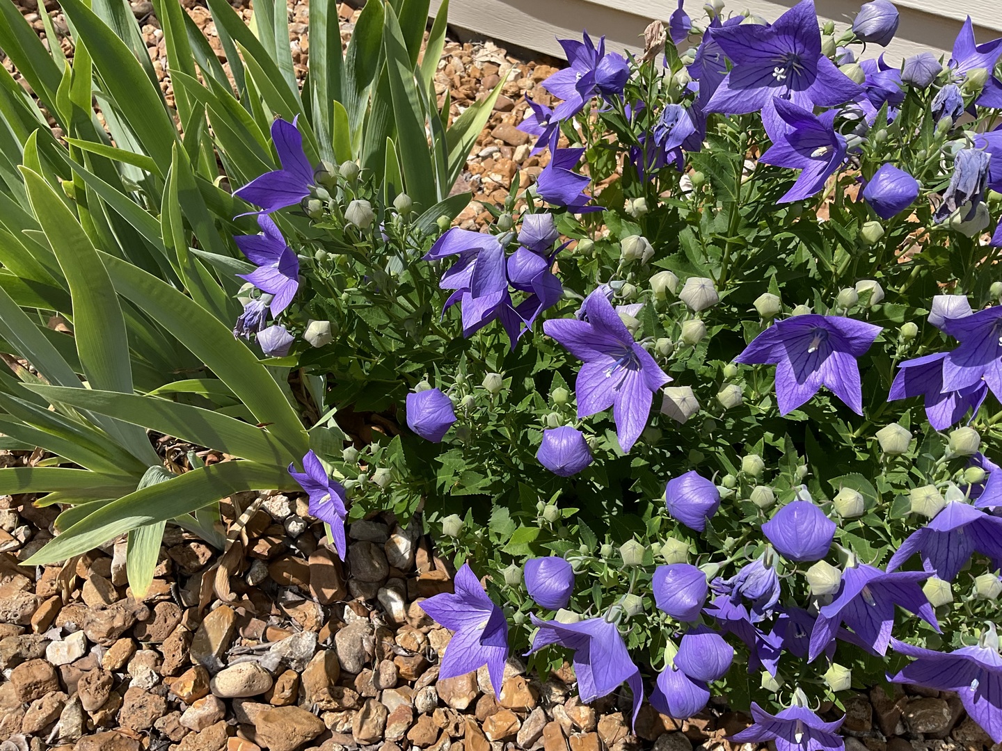 Gallery Image 53